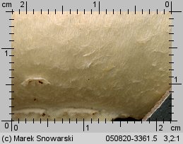 Agaricus silvicola (pieczarka bulwiasta)