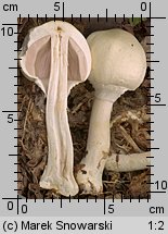 Agaricus silvicola (pieczarka bulwiasta)