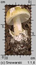 Amanita phalloides (muchomor zielonawy)