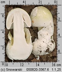 Amanita phalloides (muchomor zielonawy)