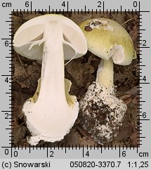 Amanita phalloides (muchomor zielonawy)