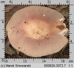 Unidentified-Russula