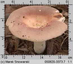 Unidentified-Russula