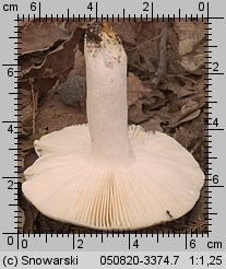 Unidentified-Russula