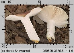 Unidentified-Russula