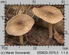 Megacollybia platyphylla (pieniążnica szerokoblaszkowa)