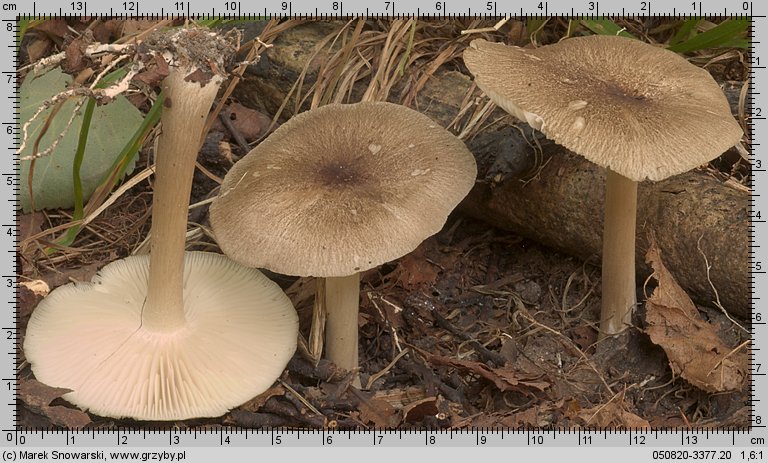 Megacollybia platyphylla (pieniążnica szerokoblaszkowa)