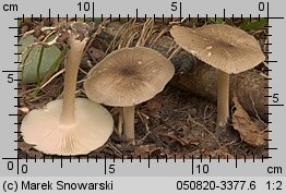 Megacollybia platyphylla (pieniążnica szerokoblaszkowa)