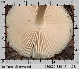 Megacollybia platyphylla (pieniążnica szerokoblaszkowa)