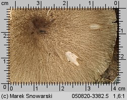 Megacollybia platyphylla (pieniążnica szerokoblaszkowa)