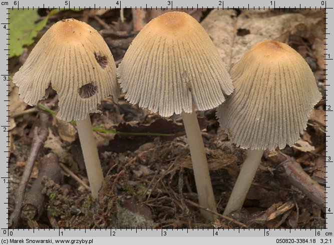 Coprinellus micaceus (czernidłak błyszczący)