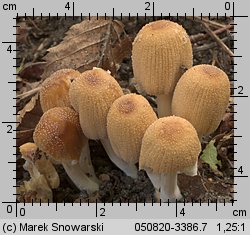 Coprinellus micaceus (czernidłak błyszczący)