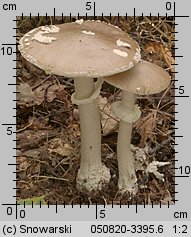 Amanita excelsa (muchomor twardawy)