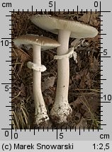 Amanita excelsa (muchomor twardawy)