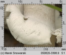 Amanita excelsa (muchomor twardawy)