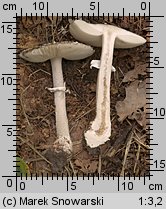 Amanita excelsa (muchomor twardawy)