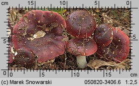 Unidentified-Russula