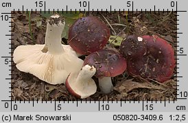 Unidentified-Russula