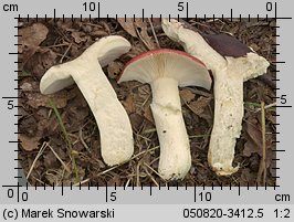 Unidentified-Russula