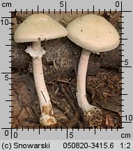 Agaricus silvicola (pieczarka bulwiasta)