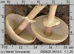 Agaricus silvicola (pieczarka bulwiasta)