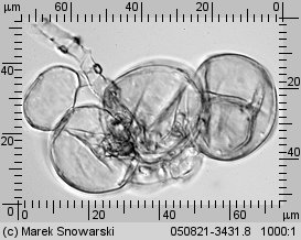 Coprinellus micaceus (czernidłak błyszczący)