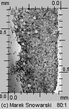 Amanita excelsa (muchomor twardawy)