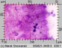 Amanita excelsa (muchomor twardawy)