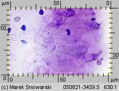 Amanita excelsa (muchomor twardawy)