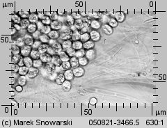 Amanita excelsa (muchomor twardawy)