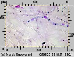 Unidentified-Russula