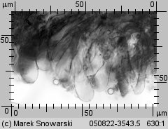 Megacollybia platyphylla (pieniążnica szerokoblaszkowa)