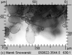 Megacollybia platyphylla (pieniążnica szerokoblaszkowa)