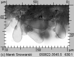 Megacollybia platyphylla (pieniążnica szerokoblaszkowa)