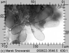 Megacollybia platyphylla (pieniążnica szerokoblaszkowa)