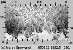 Megacollybia platyphylla (pieniążnica szerokoblaszkowa)