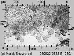 Megacollybia platyphylla (pieniążnica szerokoblaszkowa)