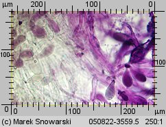 Megacollybia platyphylla (pieniążnica szerokoblaszkowa)