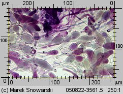 Megacollybia platyphylla (pieniążnica szerokoblaszkowa)