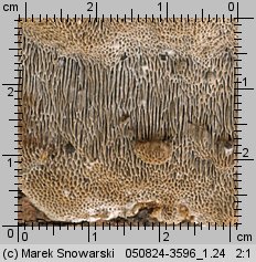 Unidentified-Polyporoid-etc (niezidentyfikowane)