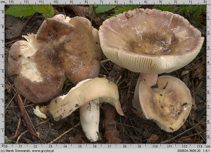 Russula violeipes (gołąbek fioletowonogi)