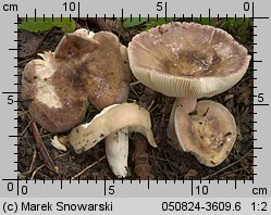 Russula violeipes (gołąbek fioletowonogi)