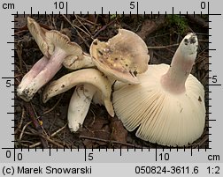 Russula violeipes (gołąbek fioletowonogi)