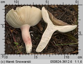 Russula violeipes (gołąbek fioletowonogi)