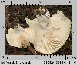 Unidentified-Russula