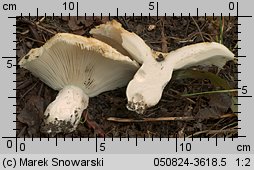 Unidentified-Russula