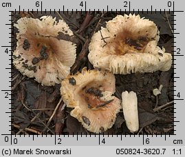 Unidentified-Russula