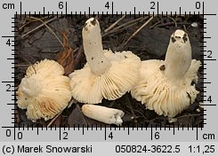 Unidentified-Russula