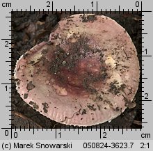 Unidentified-Russula