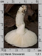 Unidentified-Russula